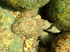 Cottus rhotheus