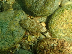 Cottus rhotheus
