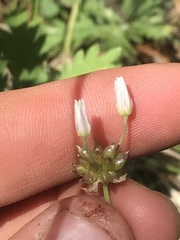 Allium geyeri tenerum