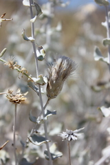 Brickellia incana