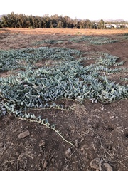 Cucurbita foetidissima