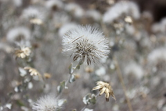 Brickellia incana