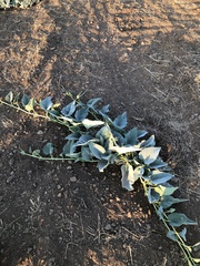 Cucurbita foetidissima