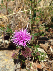 Monardella purpurea
