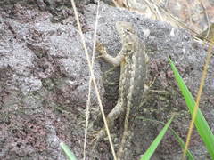 Sceloporus horridus