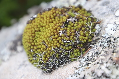 Hypodontium