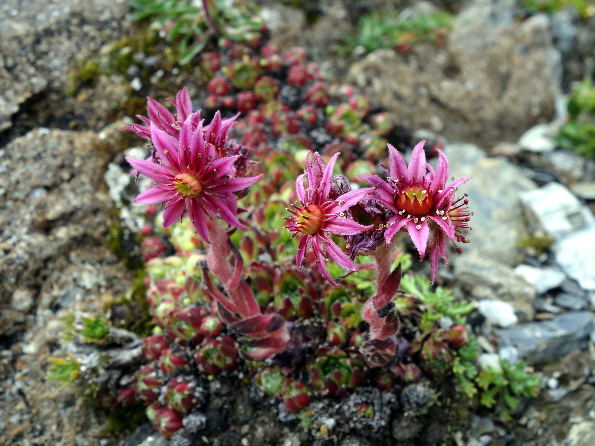 Sempervivum 'Cobweb Buttons'