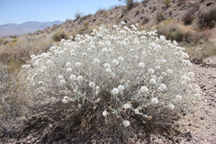 Brickellia incana