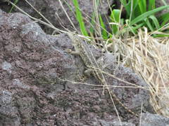 Sceloporus horridus