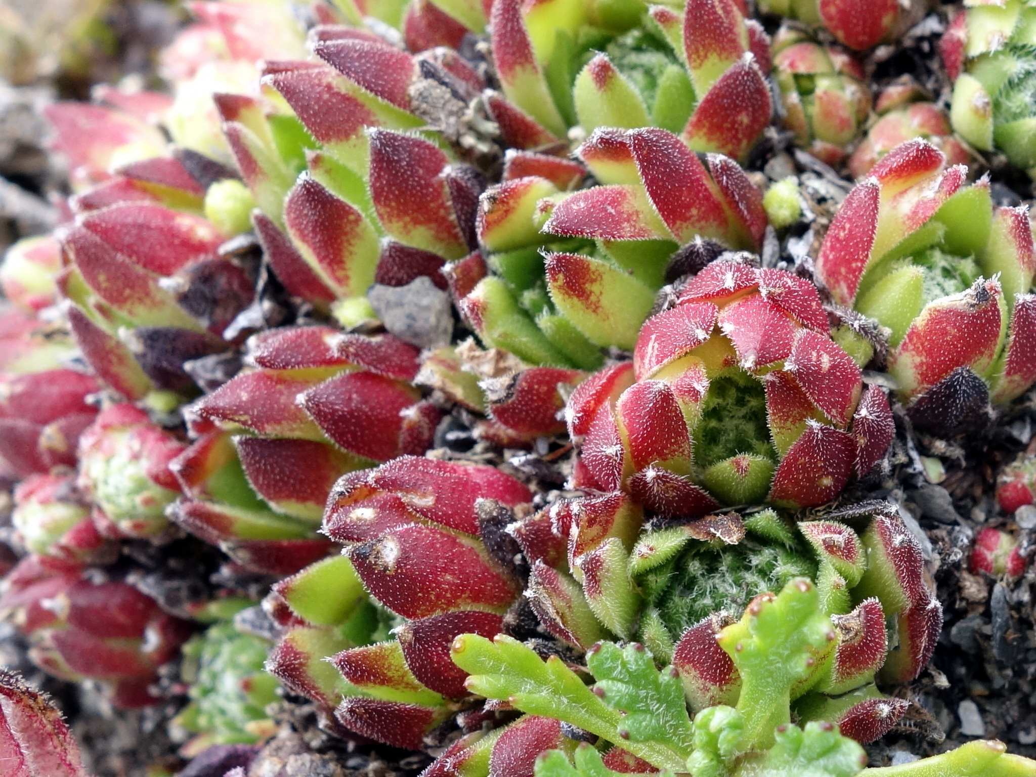 Sempervivum 'Fuzzy Wuzzy' 2