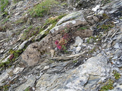 Sempervivum × barbulatum, photograph Wolfgang Jauch, CC BY, iNaturalist via GBIF