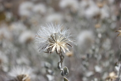 Brickellia incana