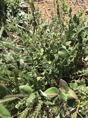 Lonicera hispidula