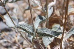 Bahiopsis reticulata