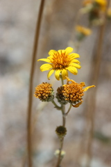 Bahiopsis reticulata