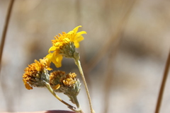 Bahiopsis reticulata