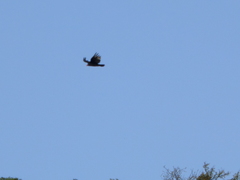 Cathartes aura