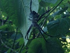Argiope modesta
