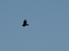 Cathartes aura
