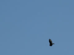 Cathartes aura