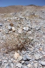 Bahiopsis reticulata