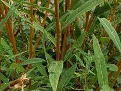 Salix lutea