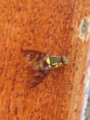 Bactrocera umbrosa