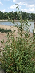 Salix lutea
