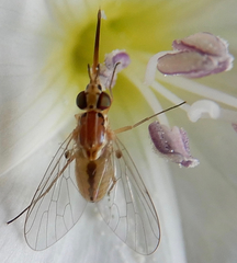Phthiriinae