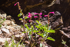 Penstemon clevelandii clevelandii