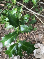 Ilex colchica