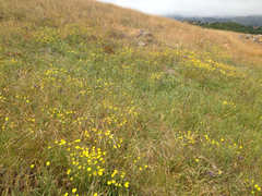 Hemizonia congesta lutescens