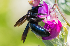 Xylocopa californica diamesa