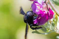 Xylocopa californica diamesa
