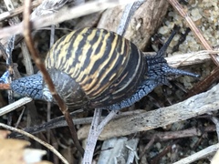 Bothriembryon kendricki