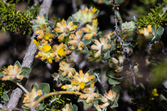 Acmispon argophyllus argophyllus