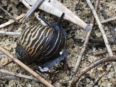 Bothriembryon kendricki