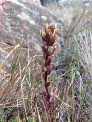 Castilleja affinis neglecta