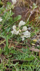 Oxytropis sordida