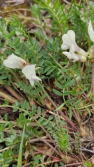 Oxytropis sordida