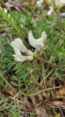 Oxytropis sordida