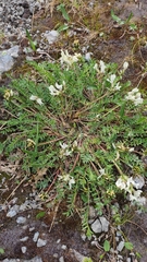 Oxytropis sordida