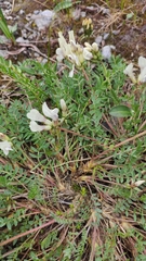 Oxytropis sordida
