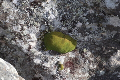 Hypodontium pomiforme