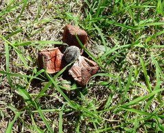 Prosopanche americana