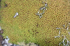 Hypodontium pomiforme