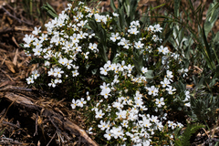 Leptosiphon floribundus