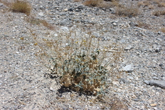 Bahiopsis reticulata