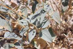 Bahiopsis reticulata