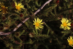 Cullumia reticulata